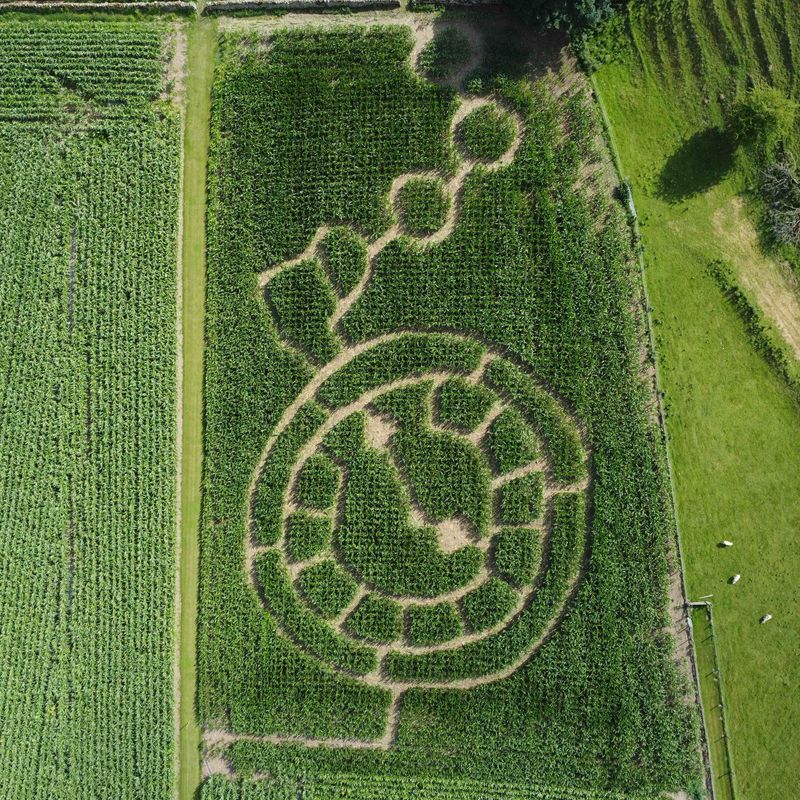 The 2023 mini maze at the Lakeland Maze Farm Park, designed as a station master's pocket watch