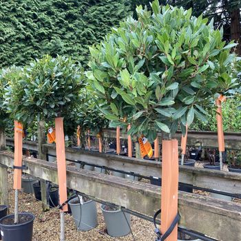 Bay Trees