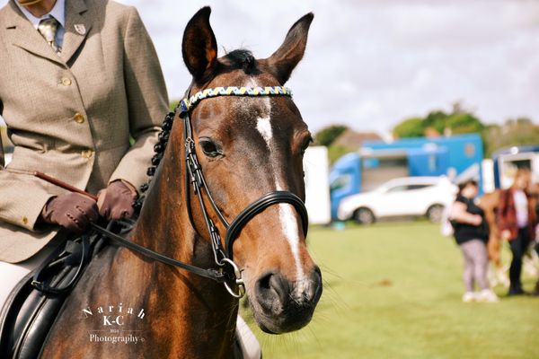 Andalusian Mare