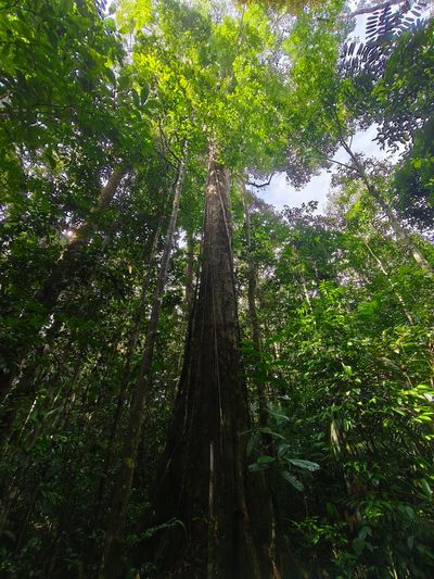 Forest floor at the Amazon FACE project.jpg