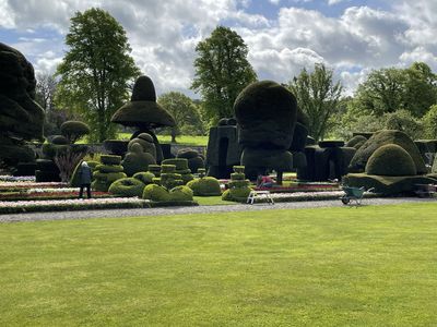 Part of the world's oldest topiary garden at Levens Hall and Gardens, Cumbria, the founder of World Topiary Day