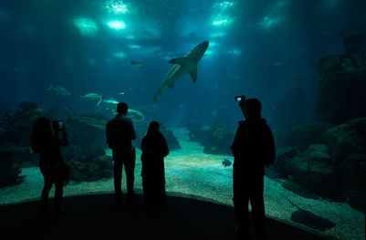 Lisbon Oceanarium.jpg