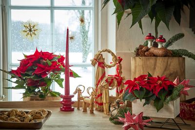 2024_Poinsettia_04000_Cosy_Cottage_Charm_15.jpg