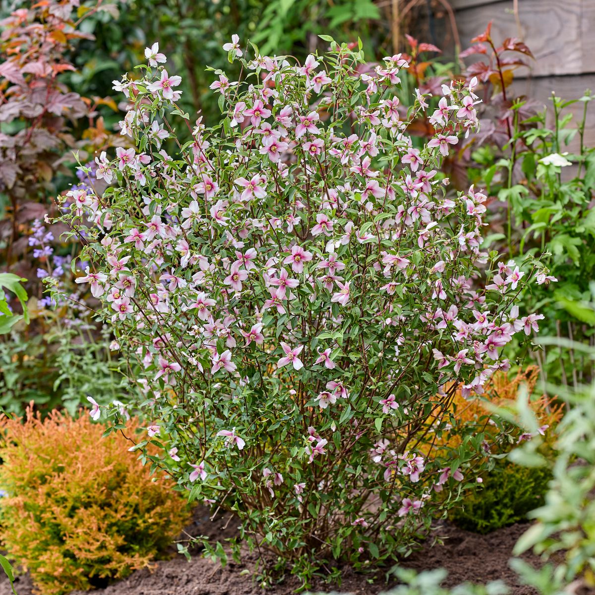 Philadelphus 'petite perfume pink'