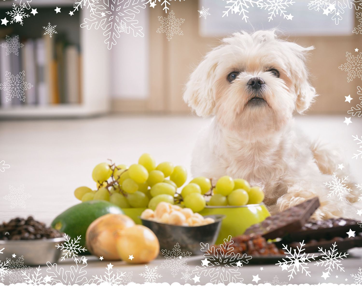 Dog with some of the foods that are toxic to our canine pals.