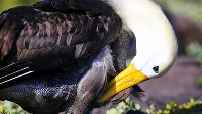 Waved albatross grooming on Espanola Island, Galapagos Islands, Ecuador