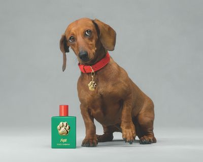 Dolce&Gabbana Fefé