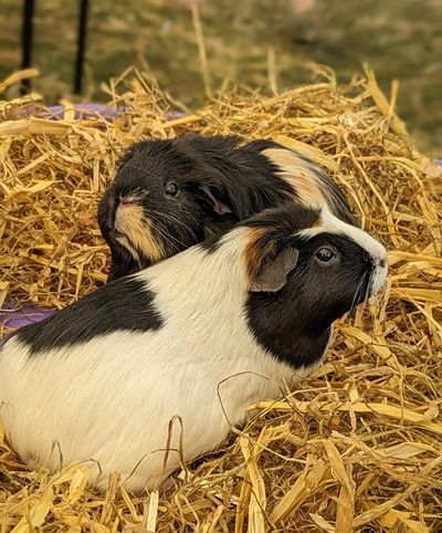 Some of the residents of the Lakeland Maze Farm Park, located in Sedgwick near Kendal, the Lake District.