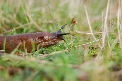 Common slug