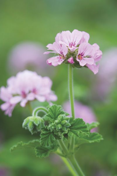 Pelargonium 'Attar of Roses'