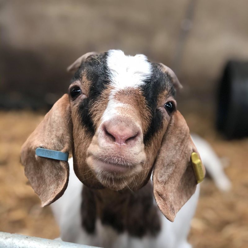 Goat at the Lakeland Maze Farm Park near Kendal, Cumbria