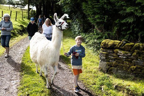 llama fun at Durhamhill.jpg