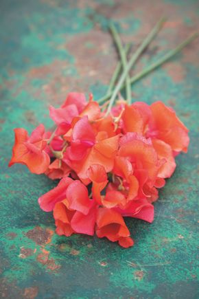 Sweet Pea 'Prince of Orange'