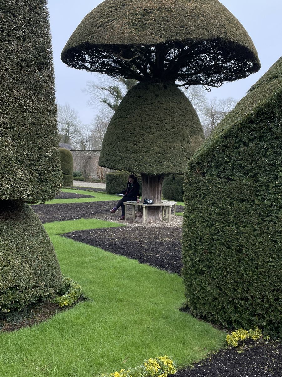 Hex Gregson sketching under one of the topiary umbrella trees in the Levens Hall and Gardens topiary garden