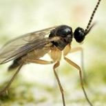 Fungus gnat (low res)