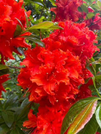 Spring-Rhododendron 54.jpg