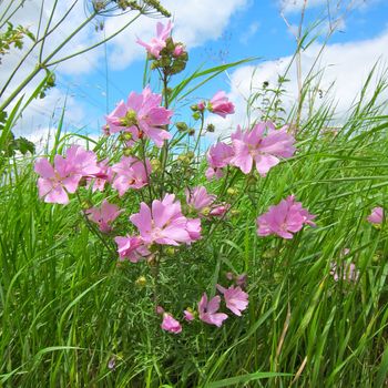 Musk Mallow