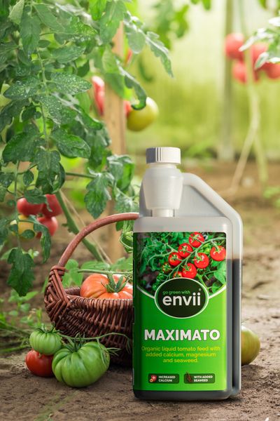 Maximato-3.jpg