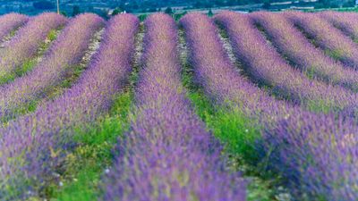 J. Zamora - Moratalla - floración de lavanda Campo San Juan 1 (2).jpg
