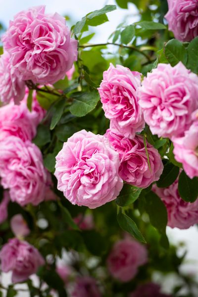 Gertrude Jekyll®