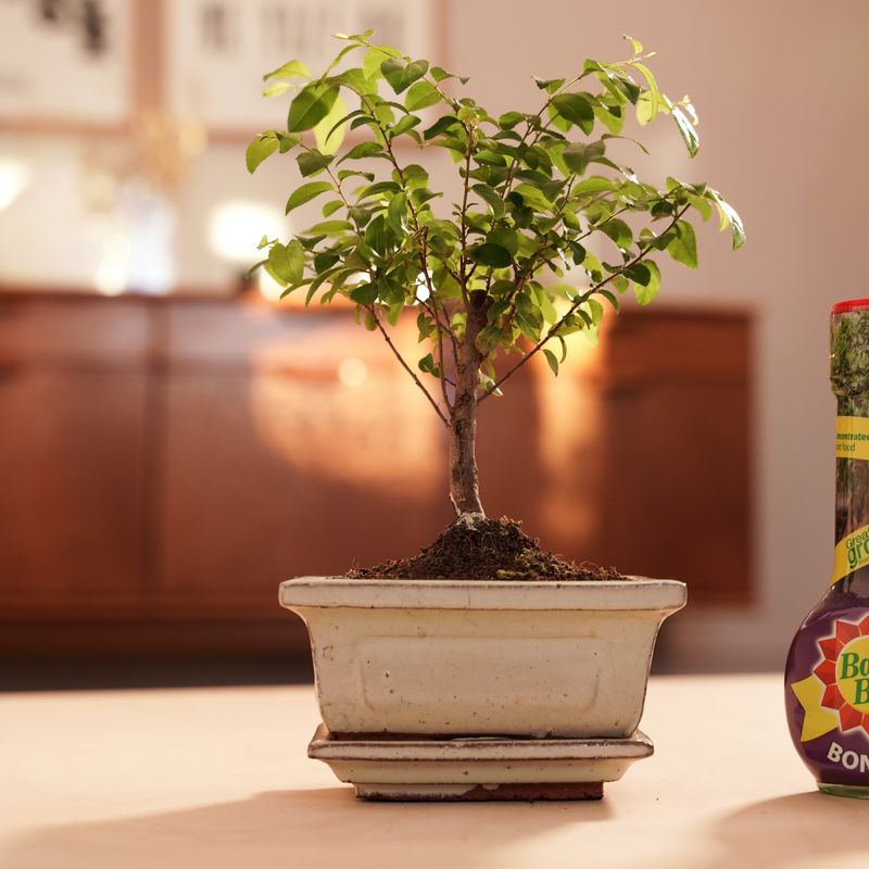 Baby Bio® Bonsai Food