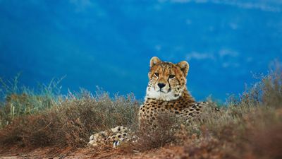 cheetah-cub-samara-karoo-daviid-swanepoel.jpg