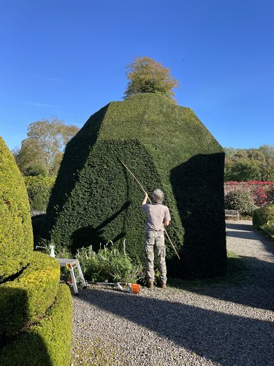 Head gardener, Chris Crowder, clips the topiary in the world's oldest topiary garden