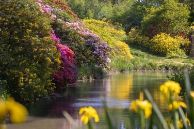 Credit-James-Ratchford-leonardslee-spring-2023-19.jpg