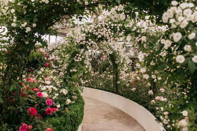 David Austin Roses receive 29th Gold for ‘The King’s Rose’ Showcase at RHS Chelsea Flower Show 2025