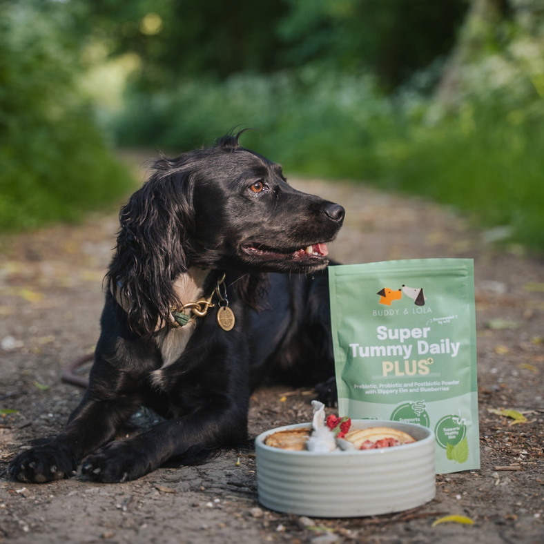 Buddy & Lola, Super Tummy Daily Plus, Pre, Pro & Postbiotics for dogs 