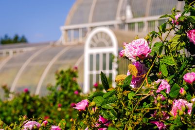 2023.06_Rose_Garden_Kew_Sebastian_Kettley_4.jpg