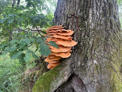 Chicken Of The Woods 1.jpeg