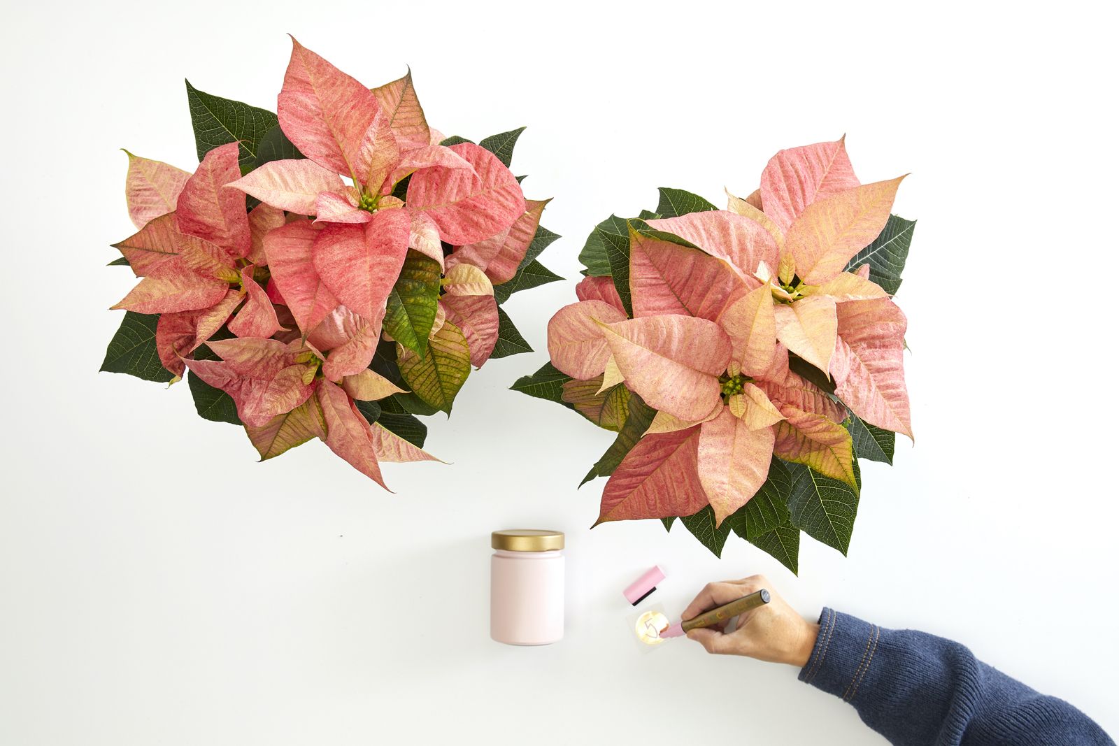 2022_poinsettia_04110_DIY_Advent_Calendar_with_Painted_Jars_03.jpg