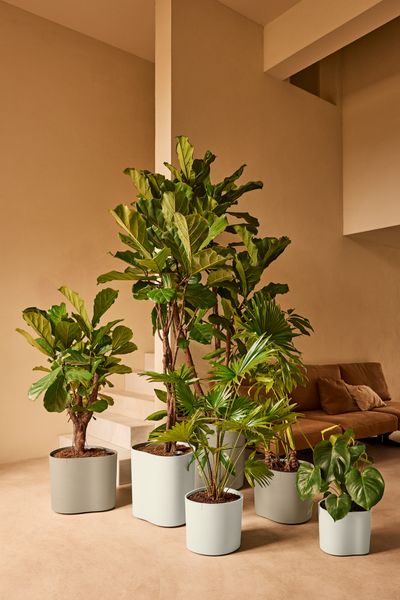eden collection