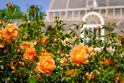 2023.06_Rose_Garden_Kew_Sebastian_Kettley_2.jpg