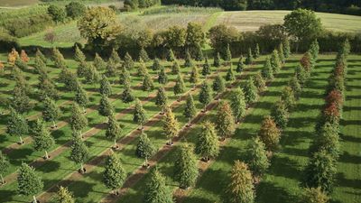 New online tree resource launches to make sourcing the highest quality trees for landscape projects easier than ever