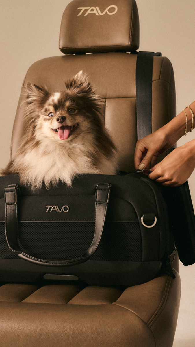 PRODUCT | Dupree Pet Car Seat and Carrier