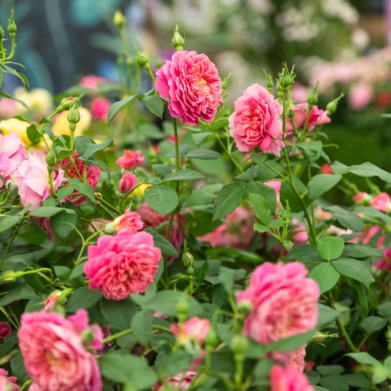 David Austin Roses - RHS Chelsea Flower Show 2024