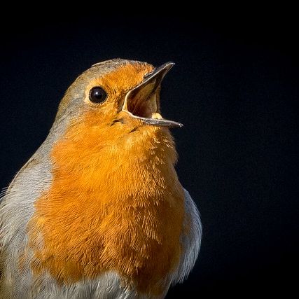 Photo credit - Sean McMenemy, Ark Wildlife