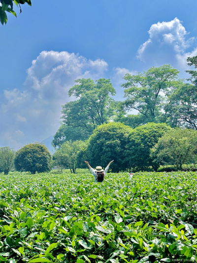 Tea Planation (1).png