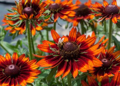 Rudbeckia Smileyz Happy