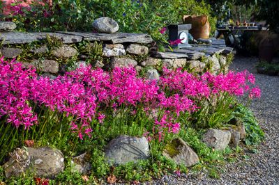 Nerine bowdenii in border - Dyffryn Fernant Garden SS_797360248.jpg