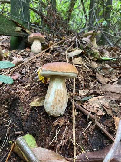 Porcini.jpeg