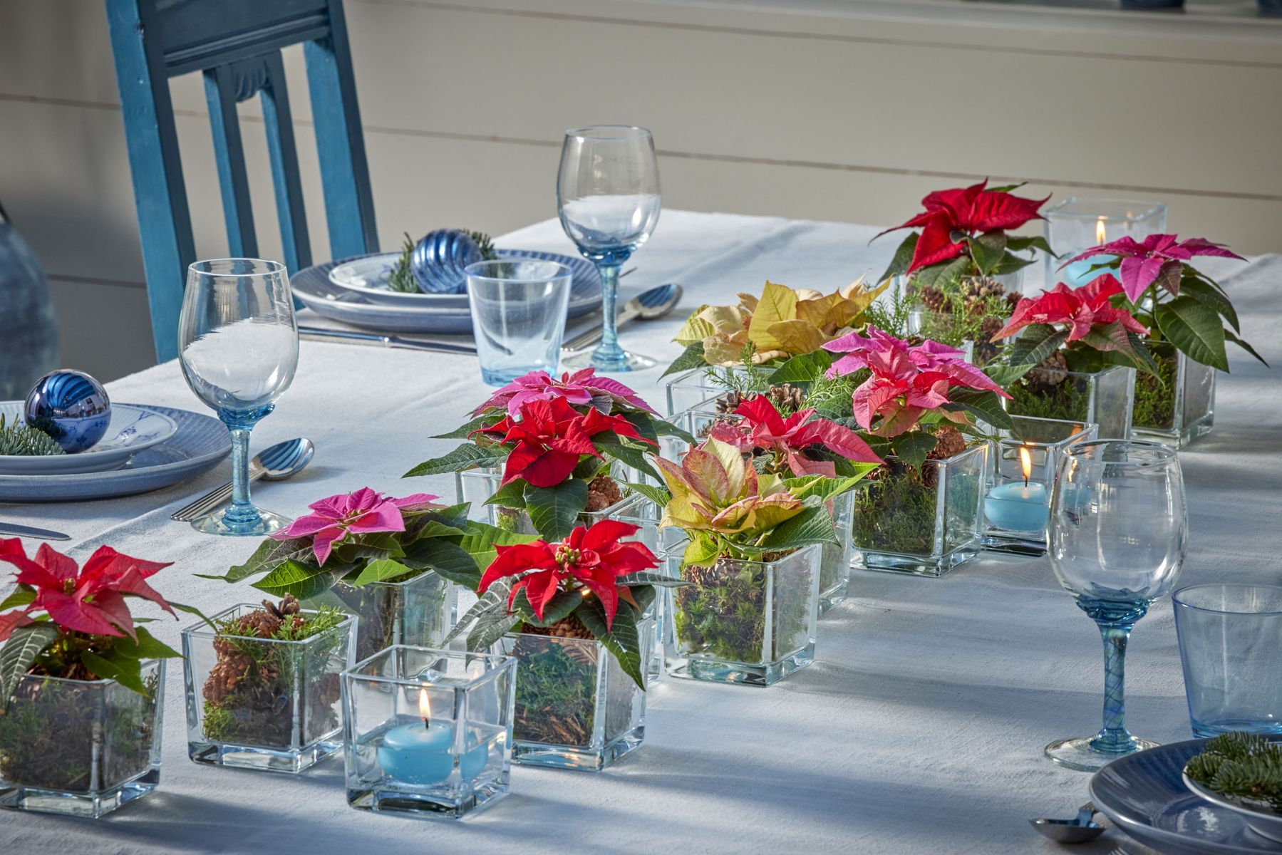 2024_Poinsettia_03000_Country_Chic_in_Blue_03.jpg