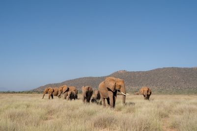 SararaWilderness_Elephants.jpg