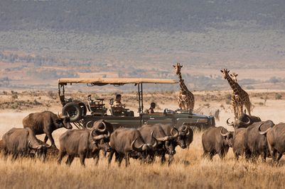 Game drive with giraffes & buffalo.jpg