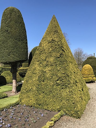 Topiary at Levens Hall, Cumbria, UK