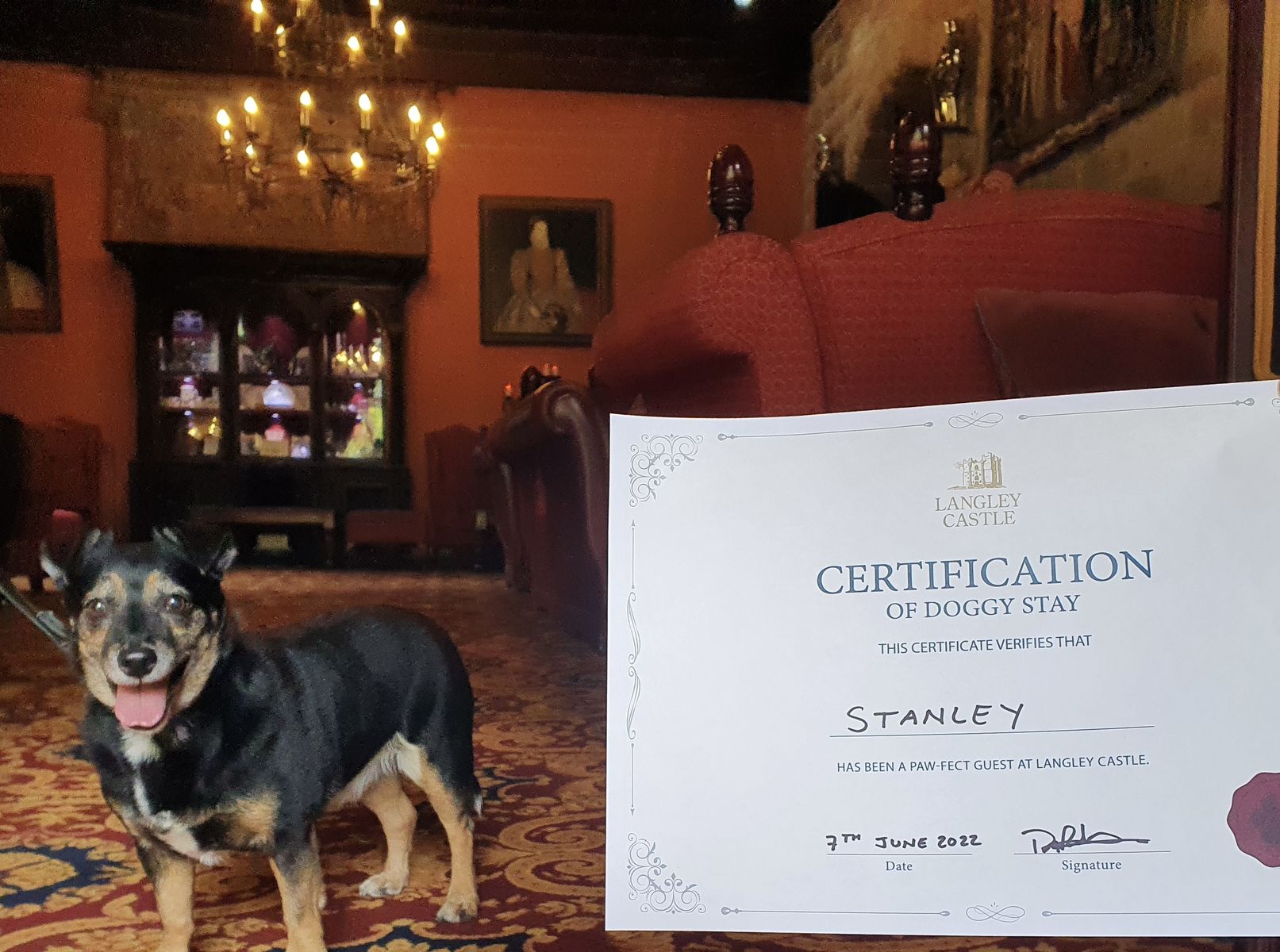 Doggy visitor, Stanley, relishing his official 'stay' certification at Langley Castle Hotel