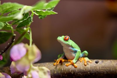 Moulton College partners with Nature’s SAFE to boost animal conservation efforts