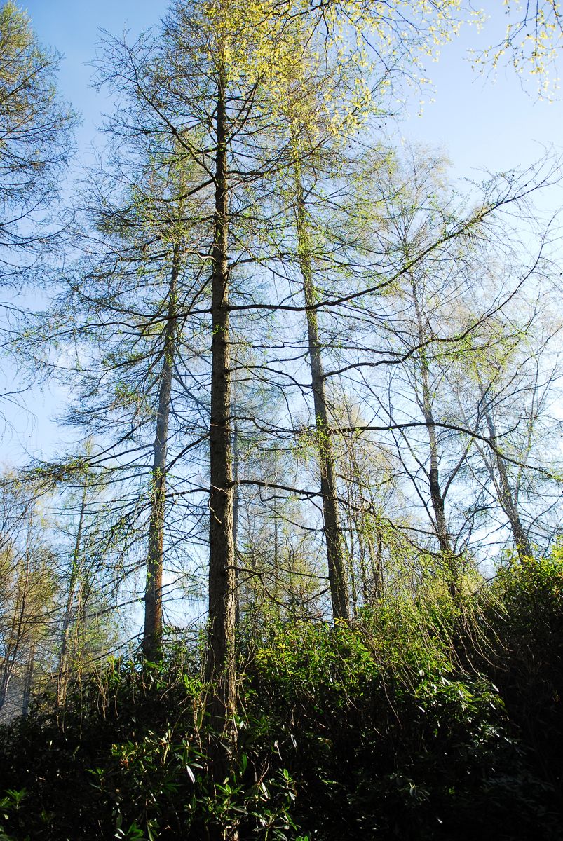Woodlands.co.uk                                                                                                      